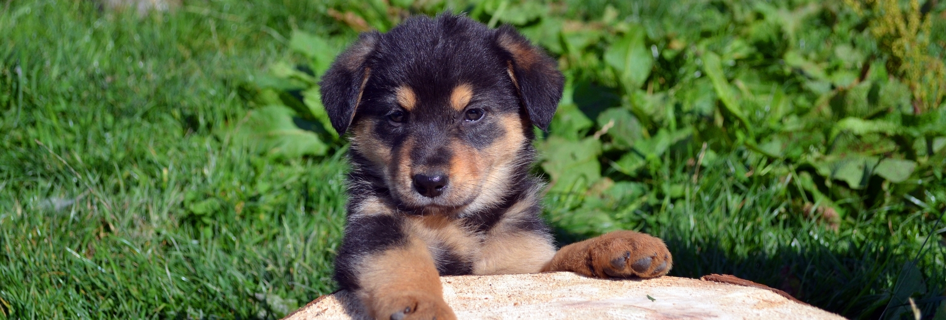 domestic-pets-feed-and-supplies-sanders-fodder