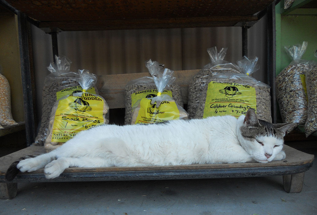 cat-feed-supplies-sanders-fodder-9