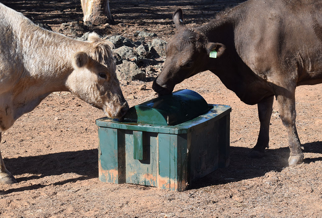 cattle-feed-supplies-sanders-fodder-5