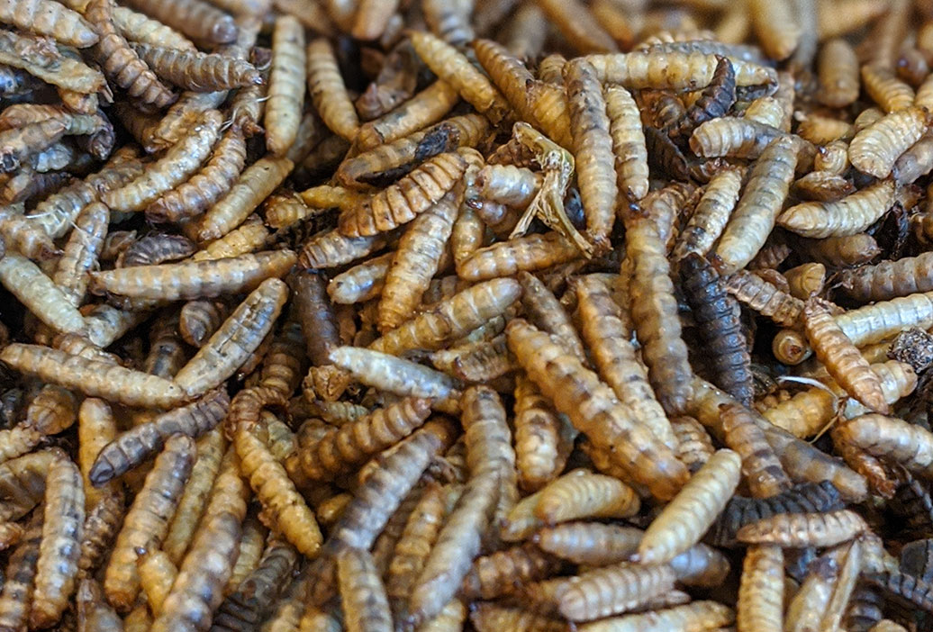 fish-reptile-feed-supplies-sanders-fodder-2