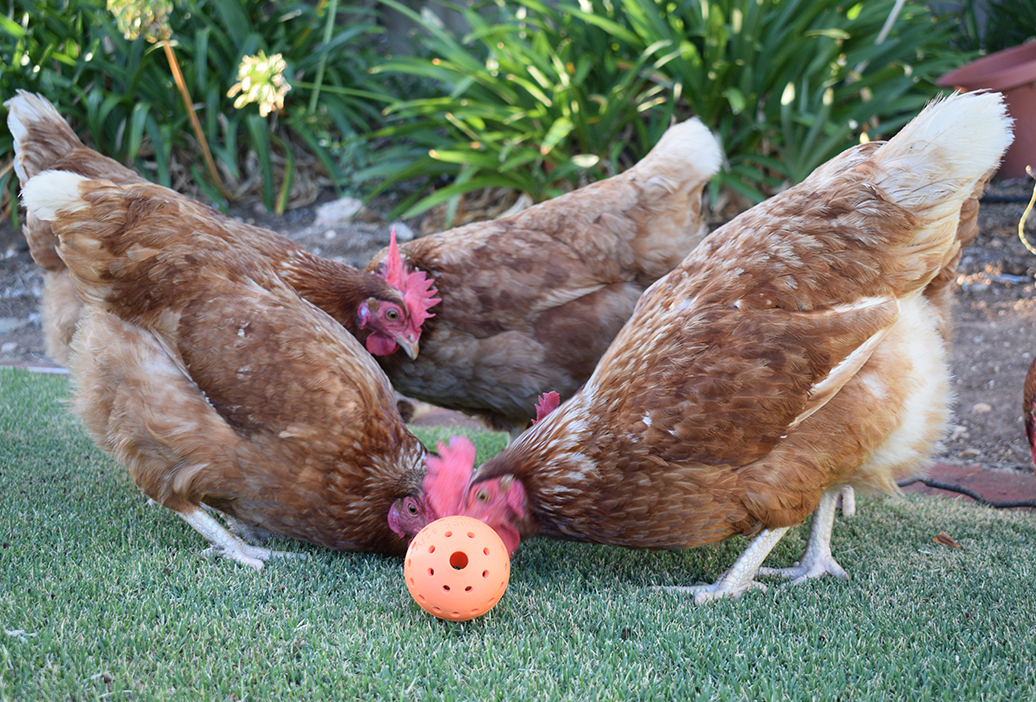 poultry-chicken-feed-supplies-equipment-17