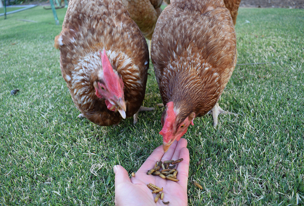 poultry-chicken-feed-supplies-equipment-21