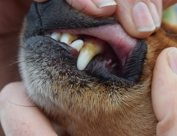 Ensuring your dog has healthy gums and teeth is the most important step toward making sure they get the most benefit out of their food.