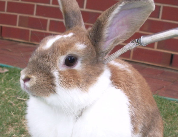 Rabbits have evolved to survive on a low nutrient diet that other animals would starve on. Therefore they do not need foods rich in nutrients and in fact such a diet will not be good for the gut of a rabbit.