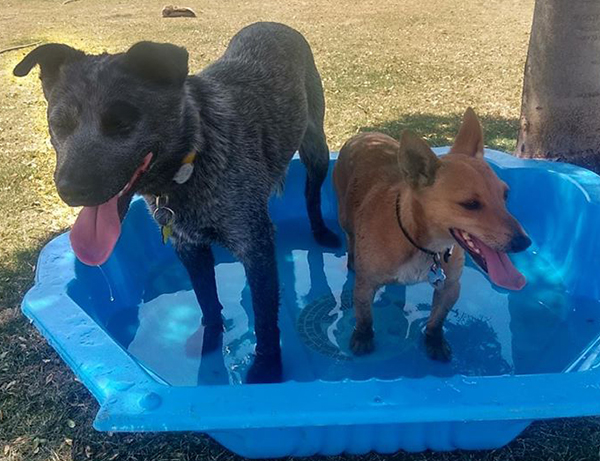Just like people, our four and two legged friends feel the hot weather. Access to cool drinking water and shade are essential to help their bodies regulate.