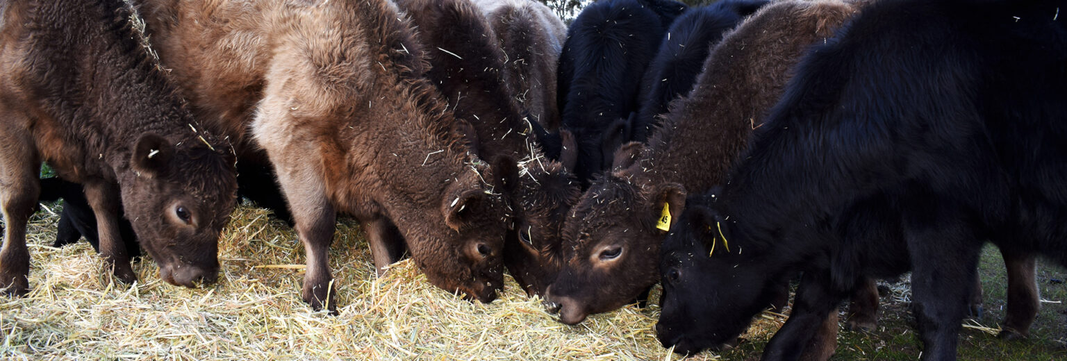 Cattle Feed & Supplies Sanders Fodder Farm, Garden, Horse & Pet