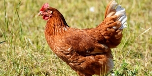 chicken-poultry-supplies-sanders-fodder