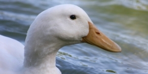 ducks-poultry-supplies-sanders-fodder