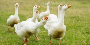 geese-poultry-supplies-sanders-fodder
