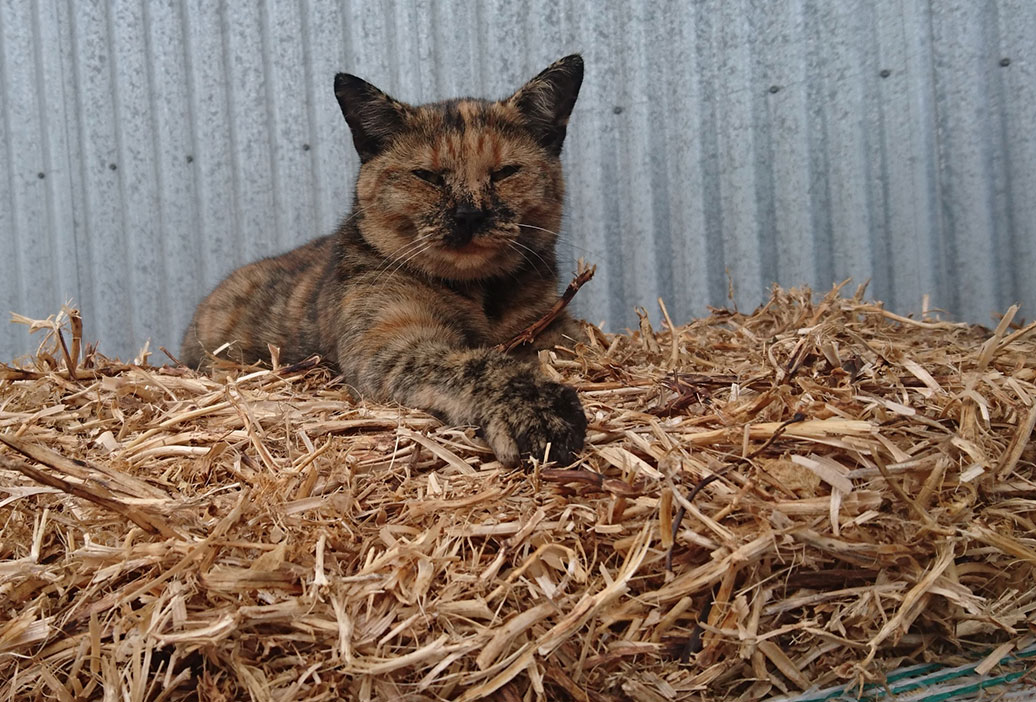 sanders-fodder-garden-supplies-pea-straw-cat