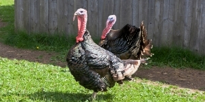 turkey-poultry-supplies-sanders-fodder