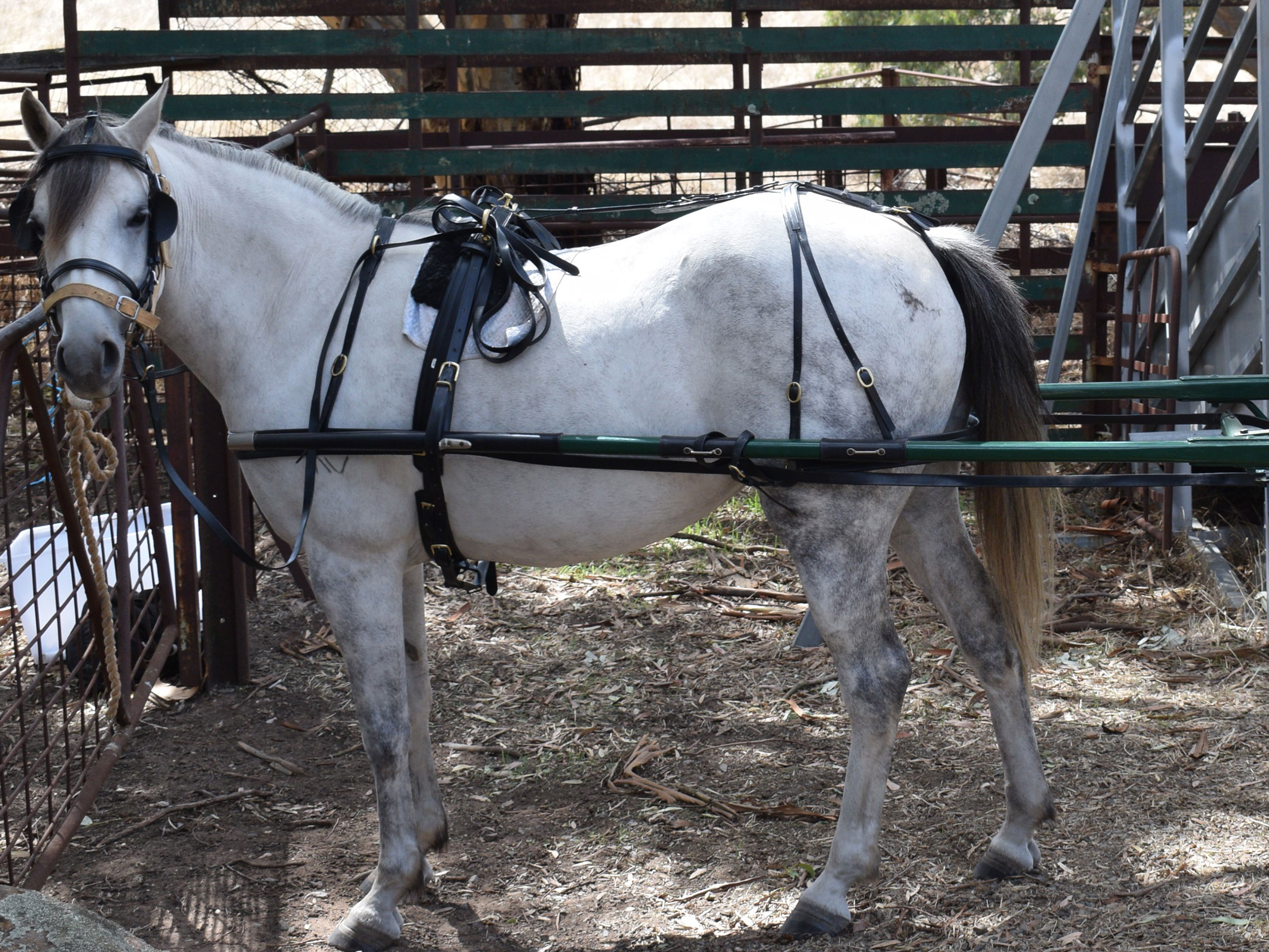 horse-feed-supplies-tack-sanders-fodder-gawler-northern-suburbs