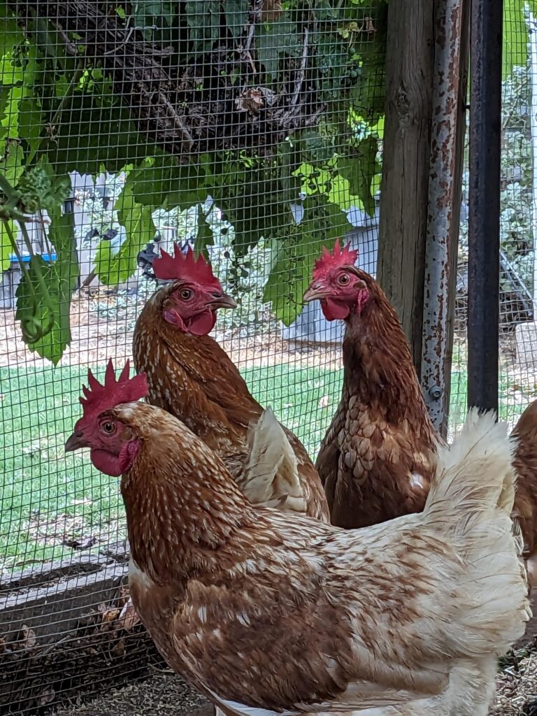 Laying Hens - What are the basics?