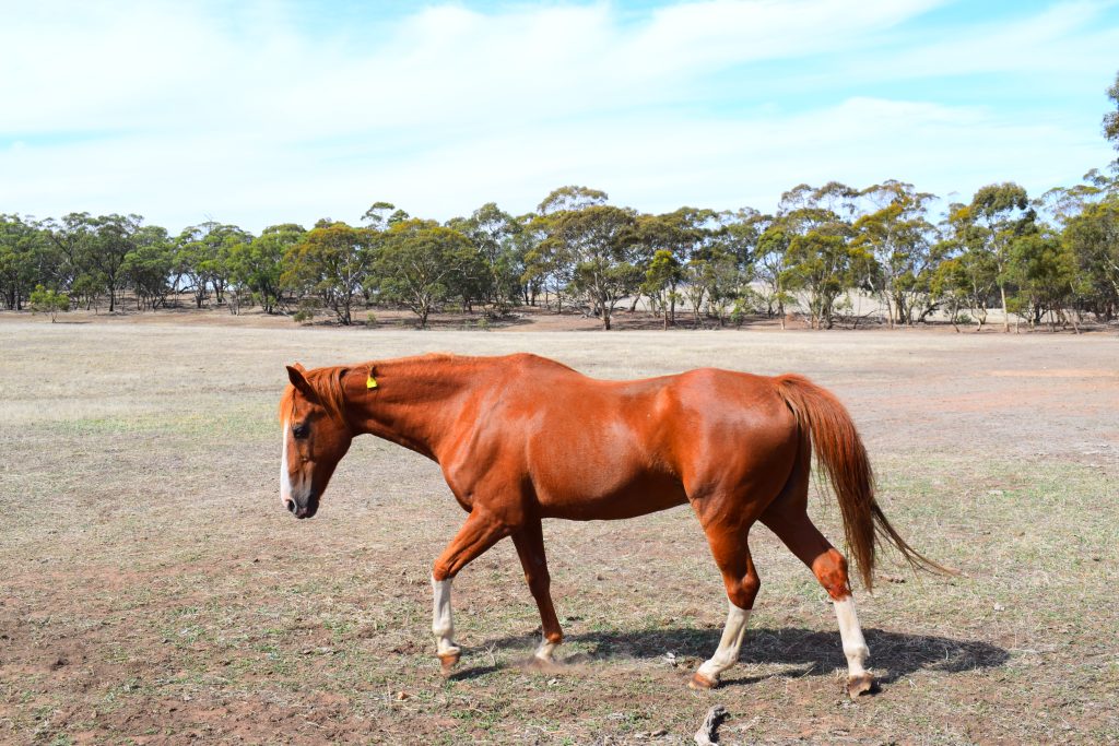Fibre Alternatives - when hay is in short supply